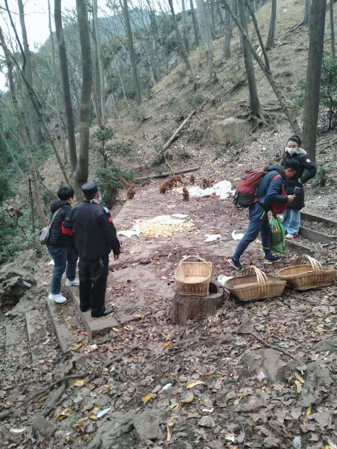 女子黔靈山偶遇猴子并帶回家，人與自然的美好邂逅