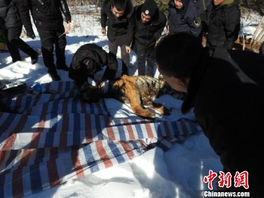 左手重生，東北虎咬傷村民的奇跡康復(fù)之旅