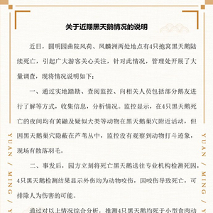 圓明園回應(yīng)四只黑天鵝死亡事件，生態(tài)保護(hù)的反思與啟示意義