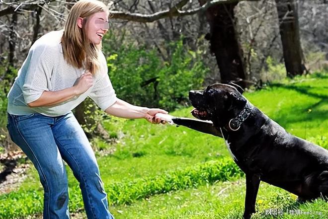 女子遭大型犬撕咬，司機緊急鳴笛救援事件