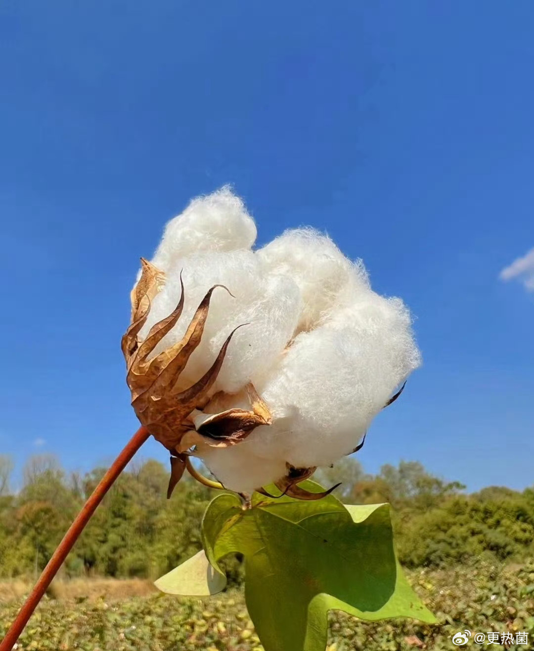 新疆棉，世界頂級(jí)棉花之一