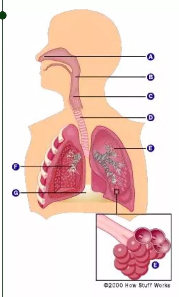 中醫(yī)調(diào)理呼吸系統(tǒng)，肺部健康維護之道