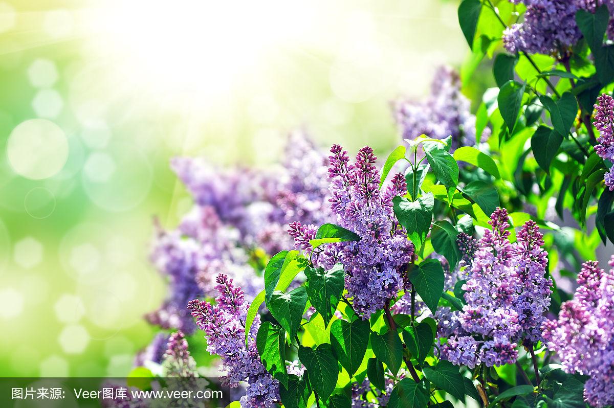 激情綜合色五月丁香六月歐美,智能數(shù)據(jù)全面調(diào)度_天行版07.15.89