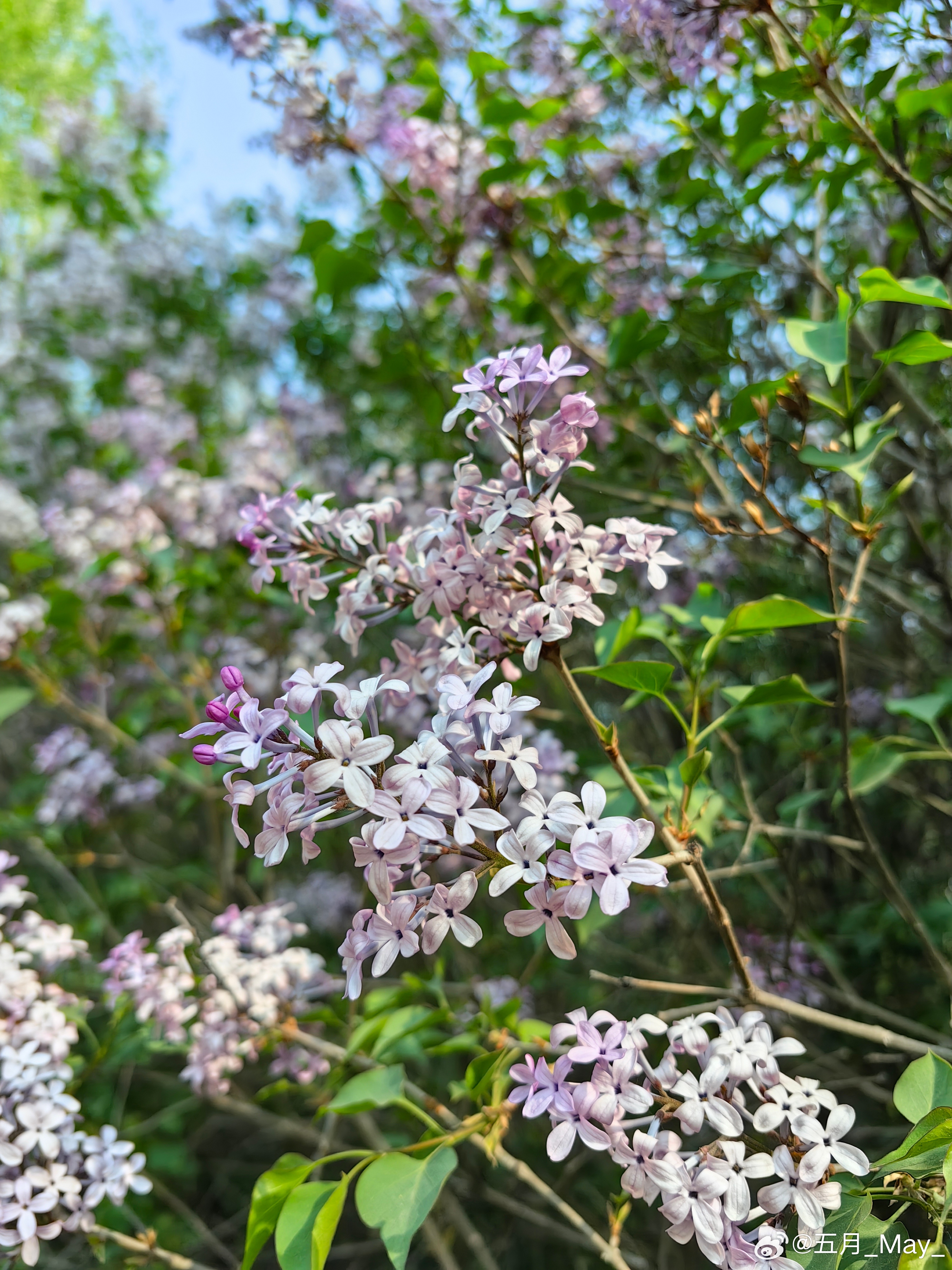 色五月丁香五月綜合五月4438