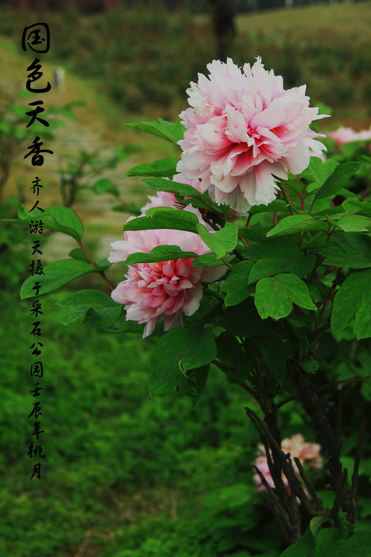 芒果亂碼國(guó)色天香,推動(dòng)數(shù)字技術(shù)革命_飛躍版46.23.34