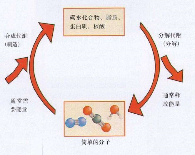 養(yǎng)生食譜助力提高新陳代謝,提升優(yōu)化科學(xué)實(shí)踐_宏圖版38.21.96